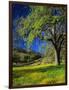 Oaks and Flowers, California, USA-John Alves-Framed Photographic Print