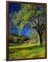 Oaks and Flowers, California, USA-John Alves-Framed Photographic Print