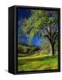 Oaks and Flowers, California, USA-John Alves-Framed Stretched Canvas