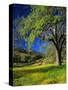 Oaks and Flowers, California, USA-John Alves-Stretched Canvas