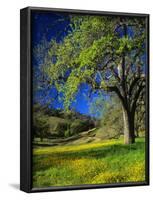 Oaks and Flowers, California, USA-John Alves-Framed Photographic Print