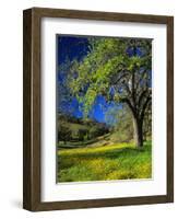 Oaks and Flowers, California, USA-John Alves-Framed Photographic Print