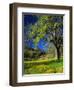 Oaks and Flowers, California, USA-John Alves-Framed Photographic Print