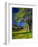 Oaks and Flowers, California, USA-John Alves-Framed Photographic Print