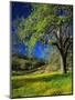 Oaks and Flowers, California, USA-John Alves-Mounted Photographic Print