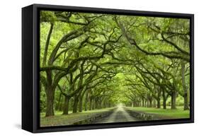 Oaks Avenue 1-Moises Levy-Framed Stretched Canvas