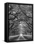 Oaks Avenue 2 BW-Moises Levy-Framed Stretched Canvas