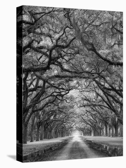 Oaks Avenue 2 BW-Moises Levy-Stretched Canvas