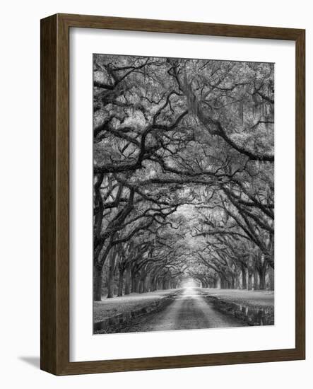 Oaks Avenue 2 BW-Moises Levy-Framed Photographic Print