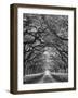 Oaks Avenue 2 BW-Moises Levy-Framed Photographic Print