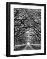 Oaks Avenue 2 BW-Moises Levy-Framed Photographic Print