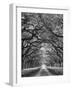 Oaks Avenue 2 BW-Moises Levy-Framed Photographic Print