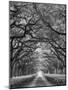 Oaks Avenue 2 BW-Moises Levy-Mounted Photographic Print