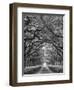 Oaks Avenue 2 BW-Moises Levy-Framed Photographic Print