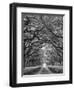 Oaks Avenue 2 BW-Moises Levy-Framed Photographic Print