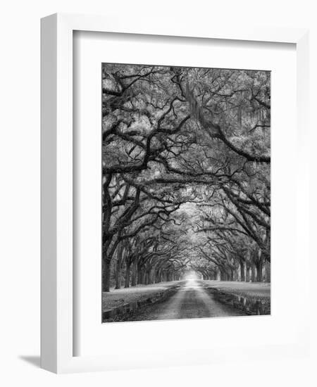 Oaks Avenue 2 BW-Moises Levy-Framed Photographic Print