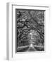 Oaks Avenue 2 BW-Moises Levy-Framed Photographic Print