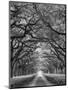 Oaks Avenue 2 BW-Moises Levy-Mounted Photographic Print