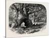 Oaks in Needwood Forest, the Forest Scenery Of19th Century-null-Stretched Canvas