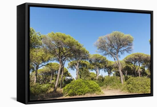 Oasi Di San Felice Pinewood-Guido Cozzi-Framed Stretched Canvas