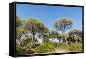 Oasi Di San Felice Pinewood-Guido Cozzi-Framed Stretched Canvas