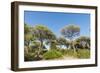 Oasi Di San Felice Pinewood-Guido Cozzi-Framed Photographic Print