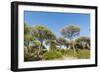 Oasi Di San Felice Pinewood-Guido Cozzi-Framed Photographic Print