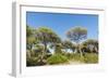 Oasi Di San Felice Pinewood-Guido Cozzi-Framed Photographic Print