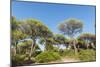 Oasi Di San Felice Pinewood-Guido Cozzi-Mounted Photographic Print