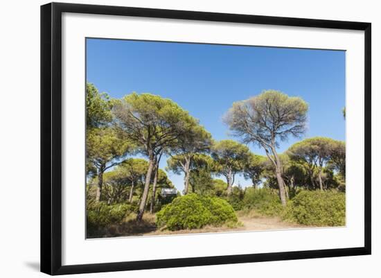 Oasi Di San Felice Pinewood-Guido Cozzi-Framed Photographic Print