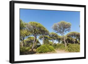 Oasi Di San Felice Pinewood-Guido Cozzi-Framed Photographic Print