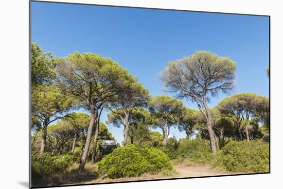 Oasi Di San Felice Pinewood-Guido Cozzi-Mounted Photographic Print