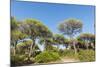 Oasi Di San Felice Pinewood-Guido Cozzi-Mounted Photographic Print