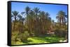 Oasis at Tamnougalt, Morocco, North Africa, Africa-Neil-Framed Stretched Canvas