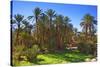 Oasis at Tamnougalt, Morocco, North Africa, Africa-Neil-Stretched Canvas