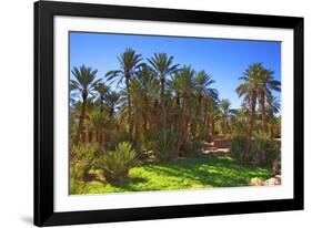 Oasis at Tamnougalt, Morocco, North Africa, Africa-Neil-Framed Photographic Print