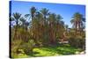 Oasis at Tamnougalt, Morocco, North Africa, Africa-Neil-Stretched Canvas