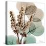 Oasis Eucalyptus 1-Albert Koetsier-Stretched Canvas