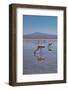 Oasis Flamingo-Belinda Shi-Framed Photographic Print