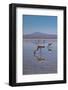 Oasis Flamingo-Belinda Shi-Framed Photographic Print