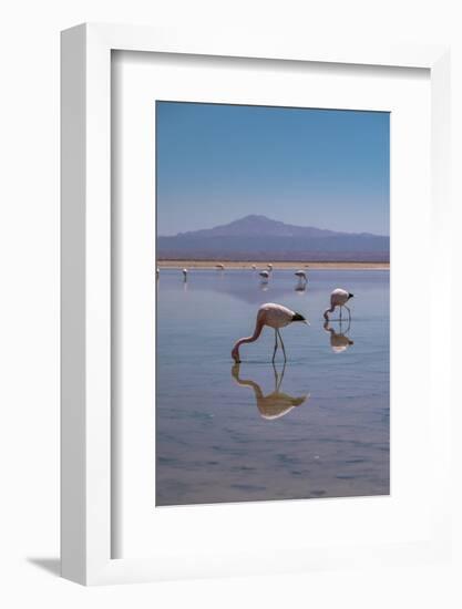 Oasis Flamingo-Belinda Shi-Framed Photographic Print