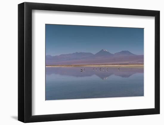 Oasis Flamingo-Belinda Shi-Framed Photographic Print