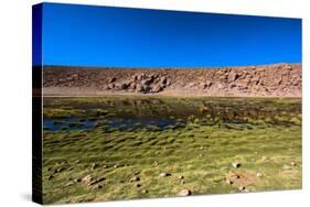 Oasis in the Atacama Desert, Chile and Bolivia-Françoise Gaujour-Stretched Canvas