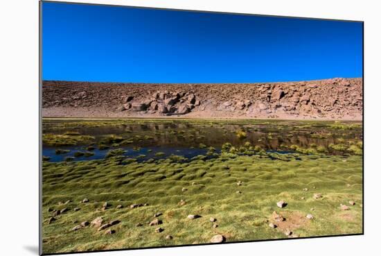 Oasis in the Atacama Desert, Chile and Bolivia-Françoise Gaujour-Mounted Photographic Print