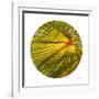 Oasis Shade Circle 2-Joy Doherty-Framed Giclee Print