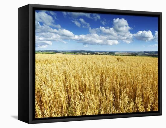 Oat Field, Thorverton, Devon, England, United Kingdom, Europe-Jeremy Lightfoot-Framed Stretched Canvas