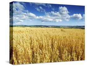 Oat Field, Thorverton, Devon, England, United Kingdom, Europe-Jeremy Lightfoot-Stretched Canvas