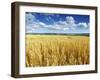 Oat Field, Thorverton, Devon, England, United Kingdom, Europe-Jeremy Lightfoot-Framed Photographic Print