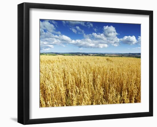 Oat Field, Thorverton, Devon, England, United Kingdom, Europe-Jeremy Lightfoot-Framed Photographic Print