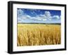 Oat Field, Thorverton, Devon, England, United Kingdom, Europe-Jeremy Lightfoot-Framed Photographic Print